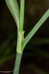 Spiderwort